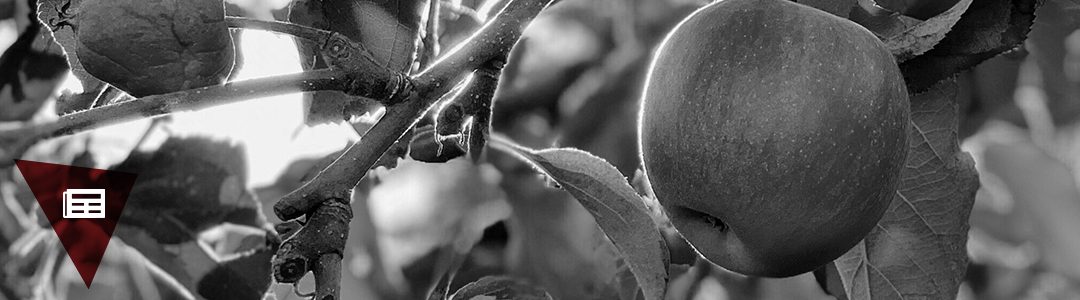 Como escolher um tema de Iniciação Científica?